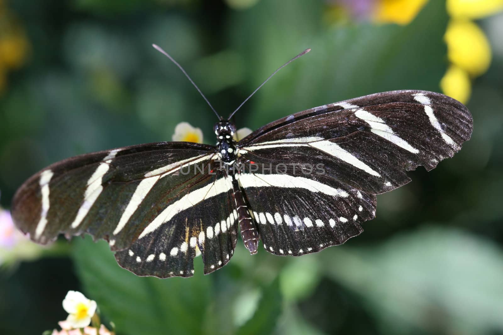 Zebra Longwing butterfly sitting on a leaf. ( Heliconius Charitonius)