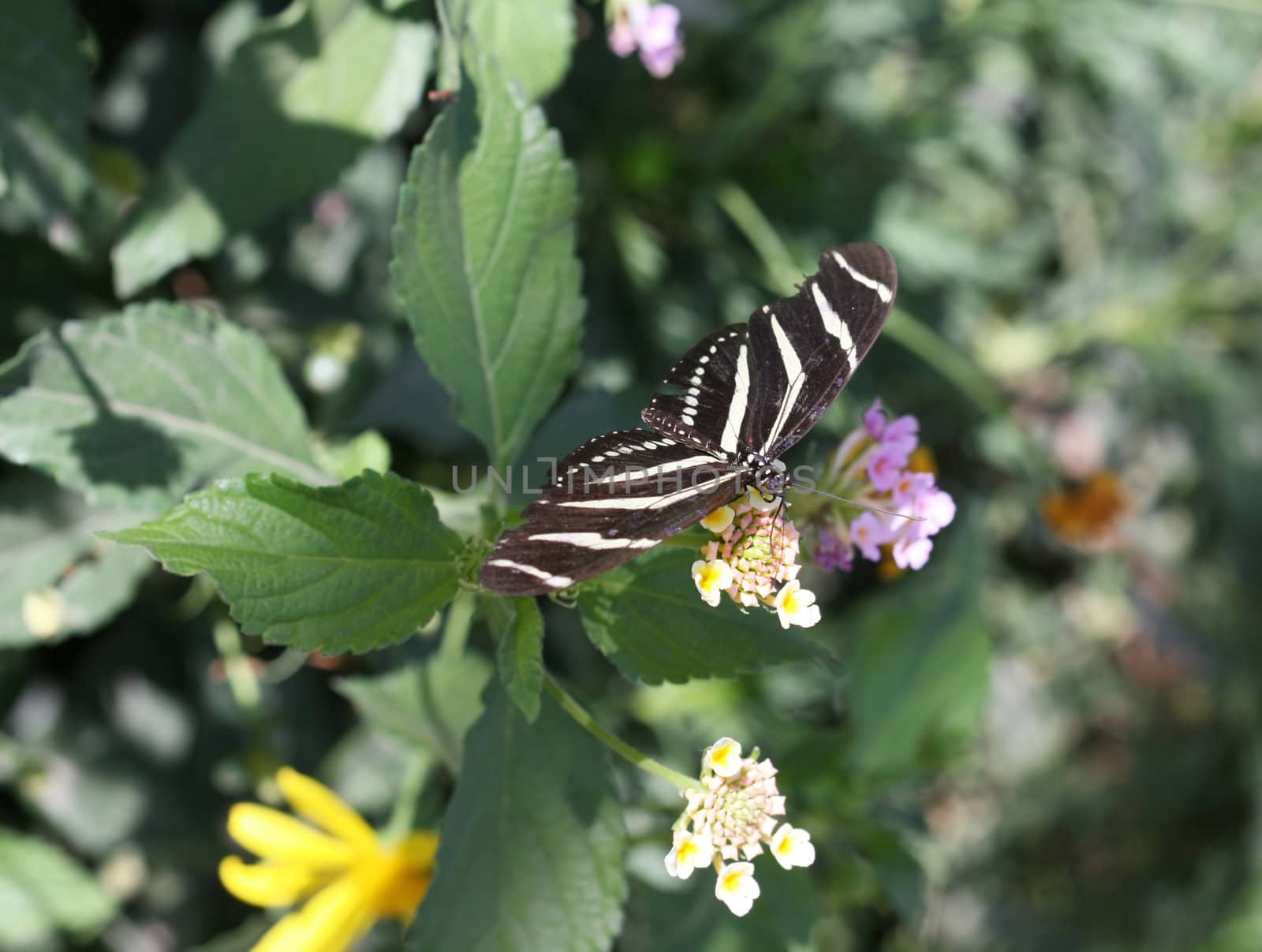 Zebra Longwing butterfly sitting on a flower. ( Heliconius Charitonius)