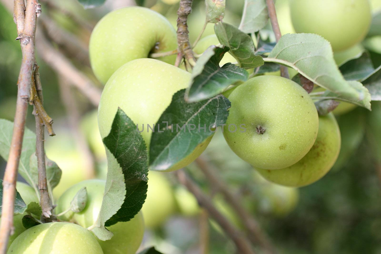 detail of apples on a tree