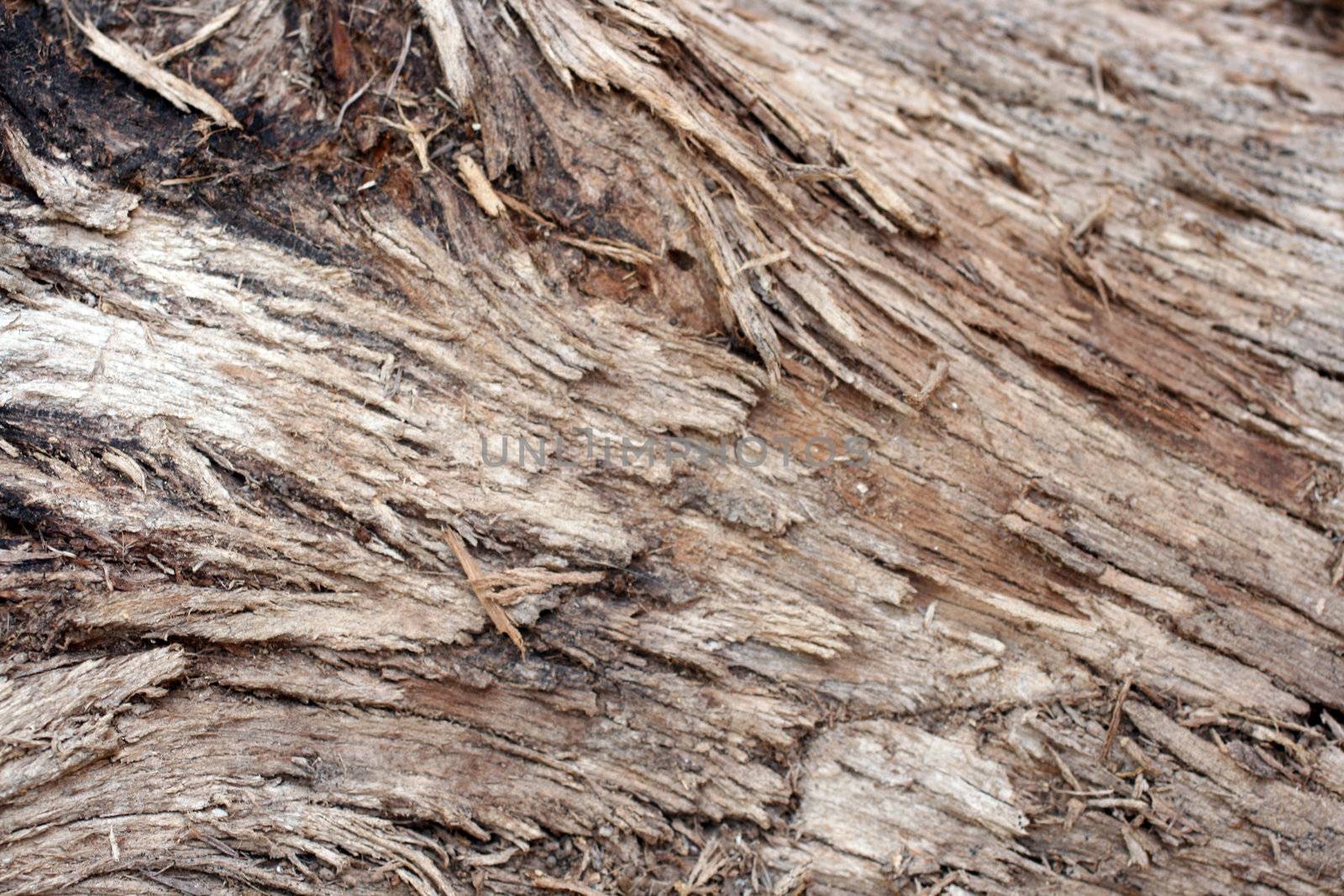 detail view of a log 