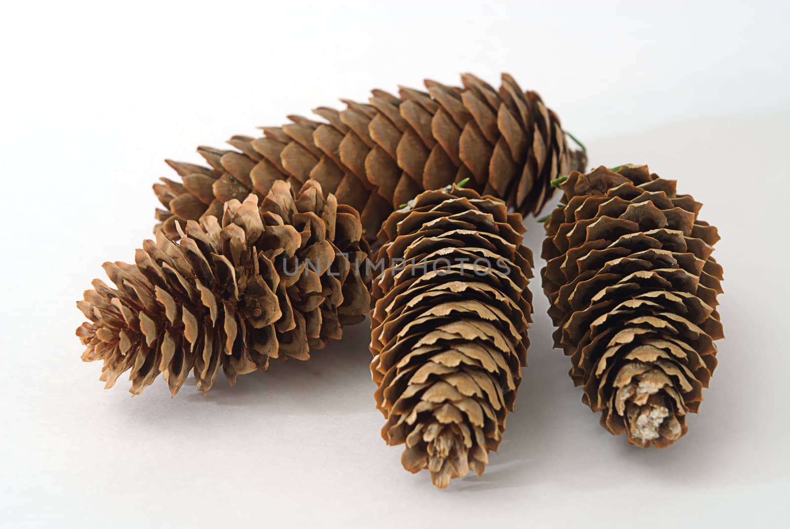 four fir cones on white