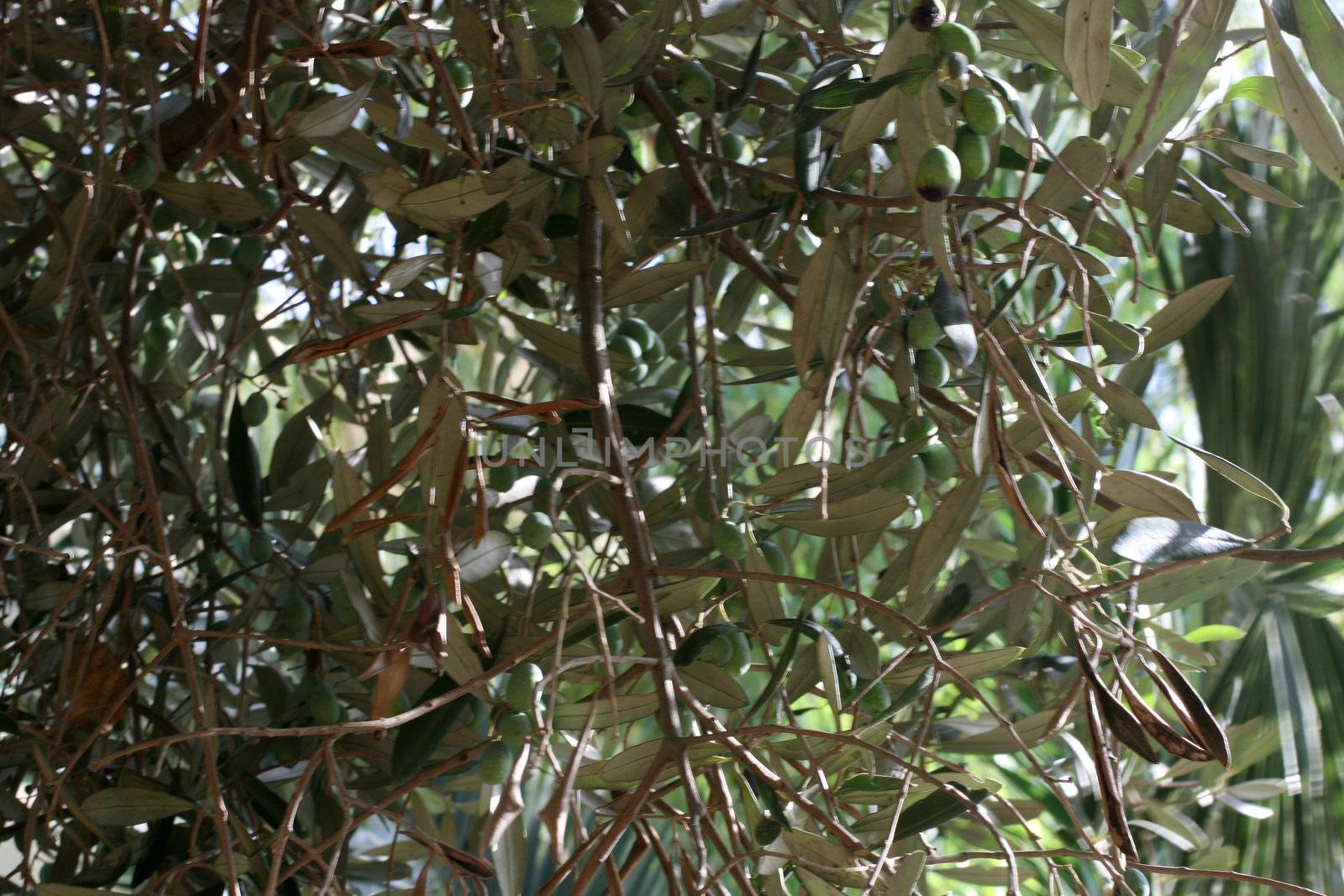 Olive tree by keki