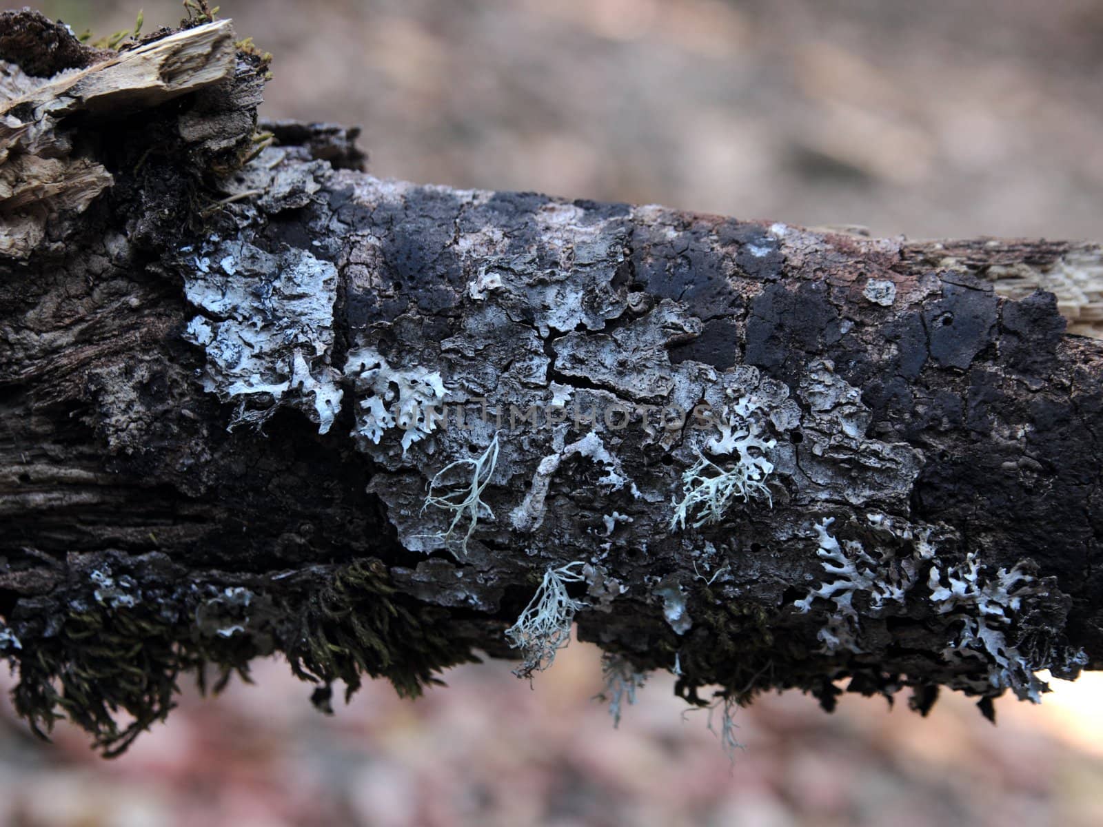 blue lichen on a branch deep in a forest