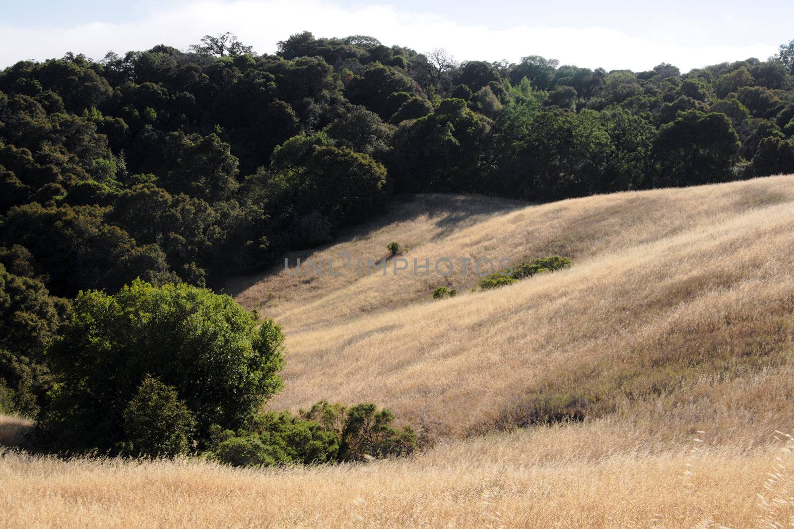 golden grasses and trees on the curving slopes of a hill in summer
