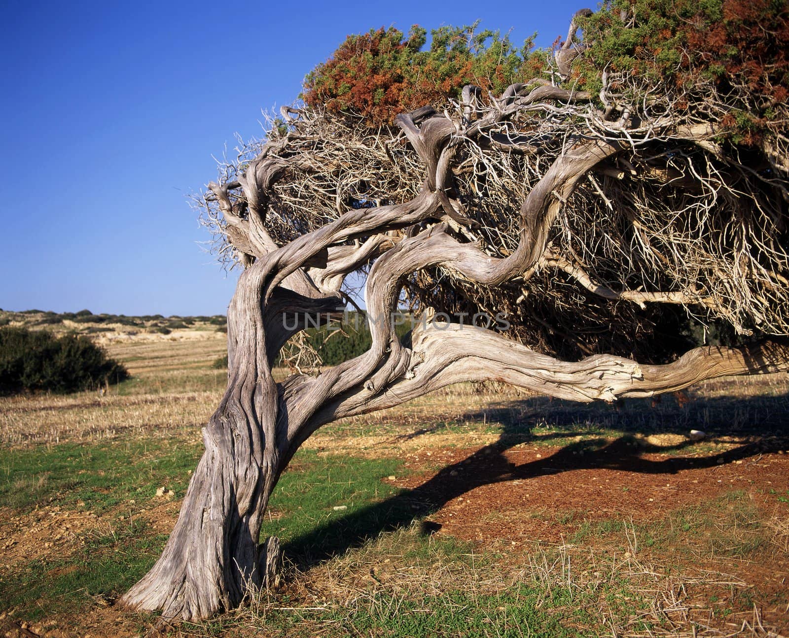 Old tree in Cyprus adapting to the costal wind