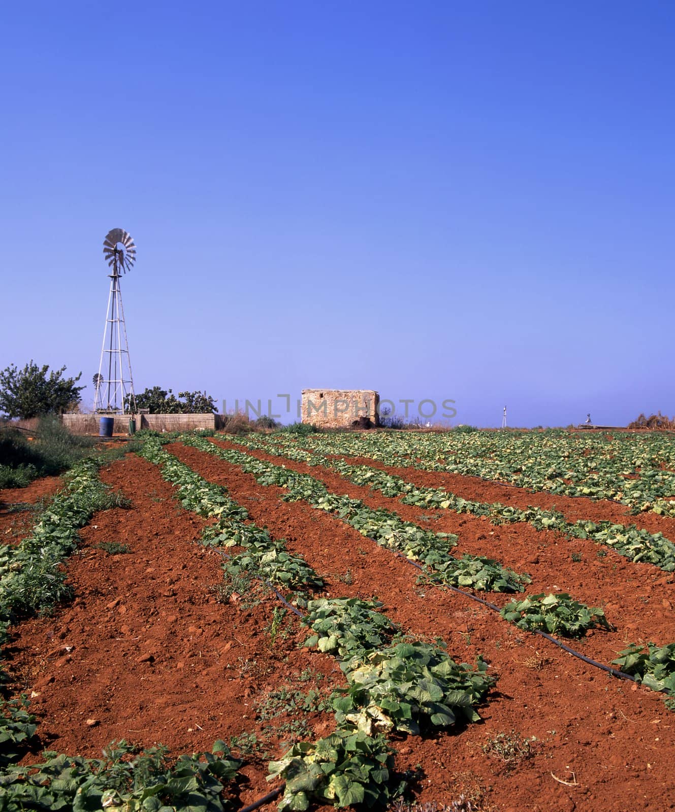 The red soil of a field in Cyprus with wind pumps providing irrigation