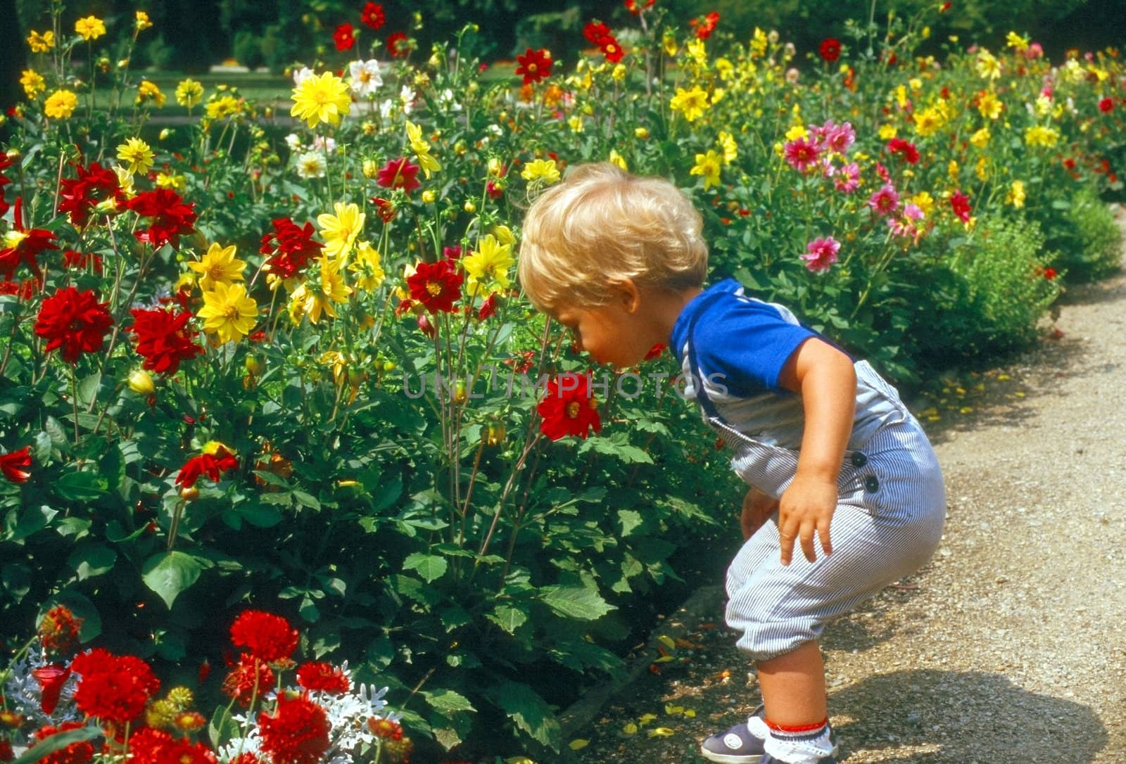 Little boy in garden with flowers