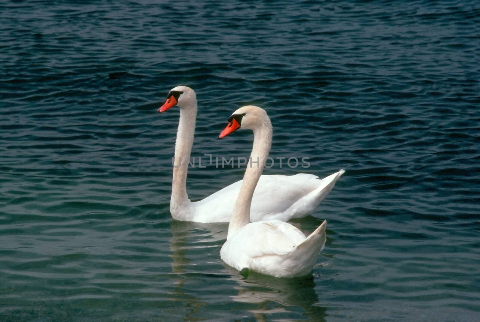 Swan by jol66