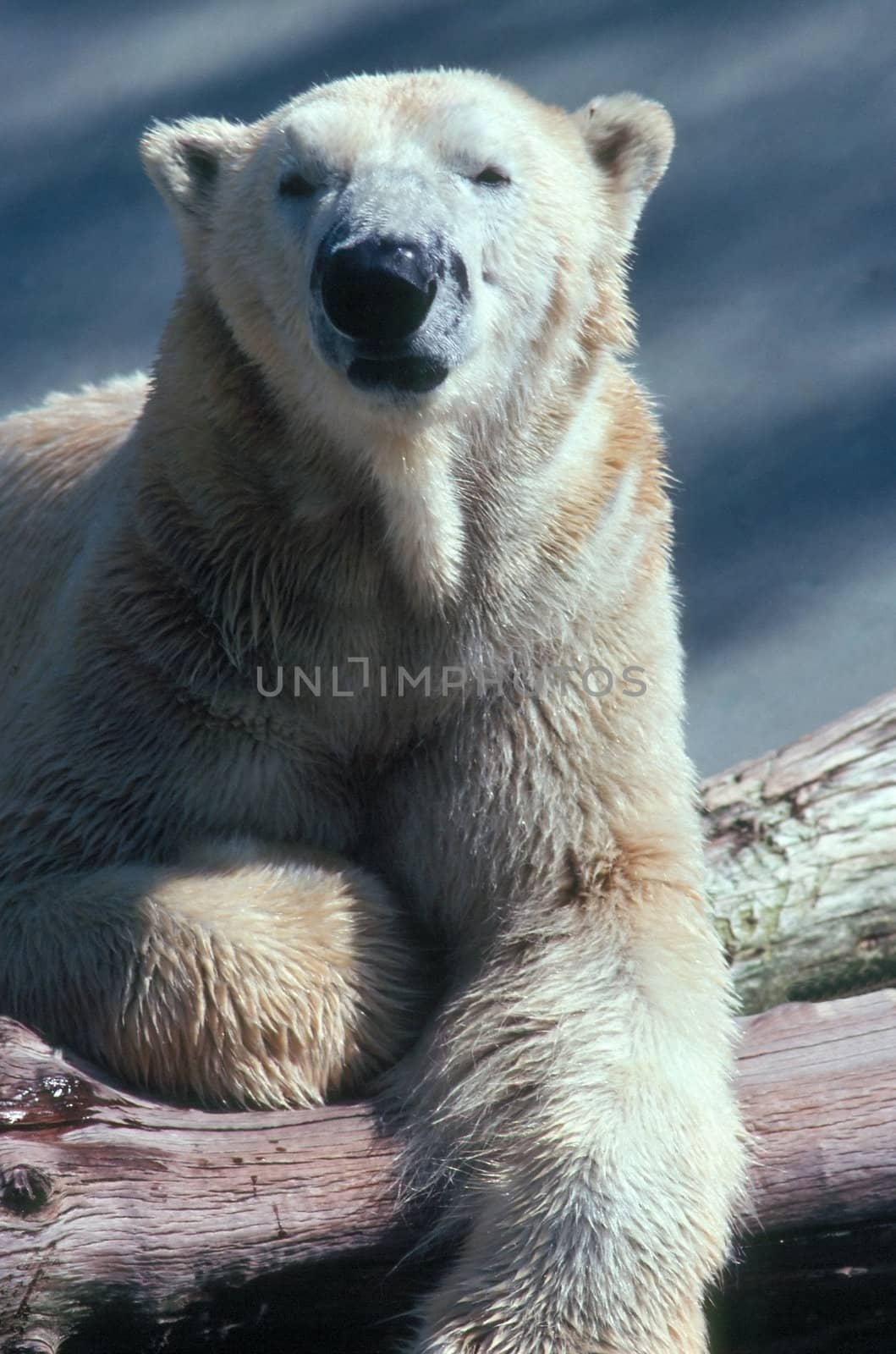 Polar Bear by jol66