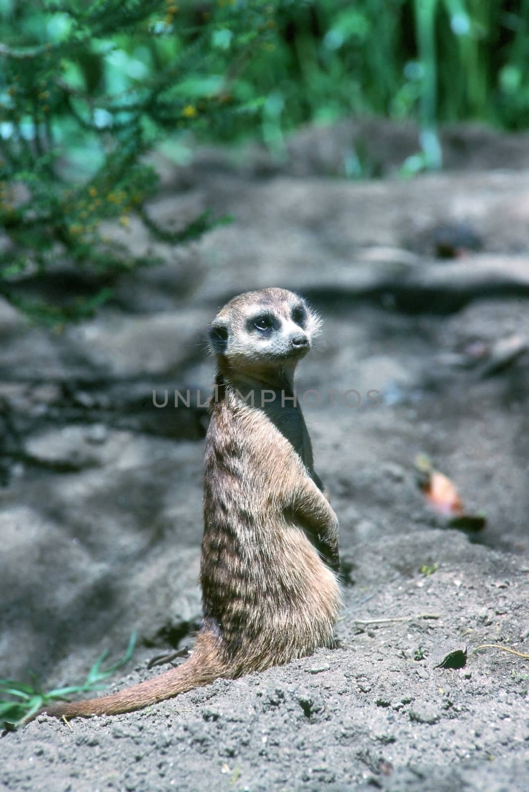 Meerkat on guard