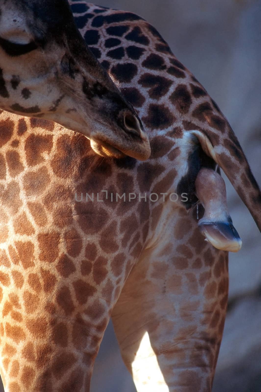 Giraffe giving birth