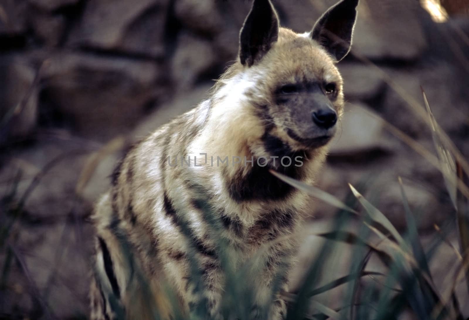 Hyena by jol66