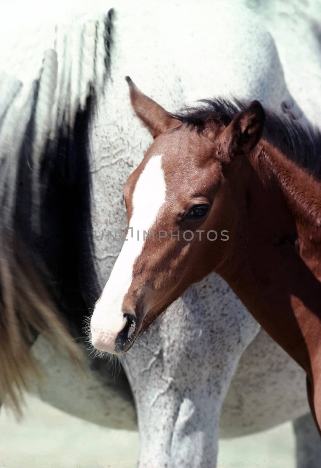 mare with foal by jol66