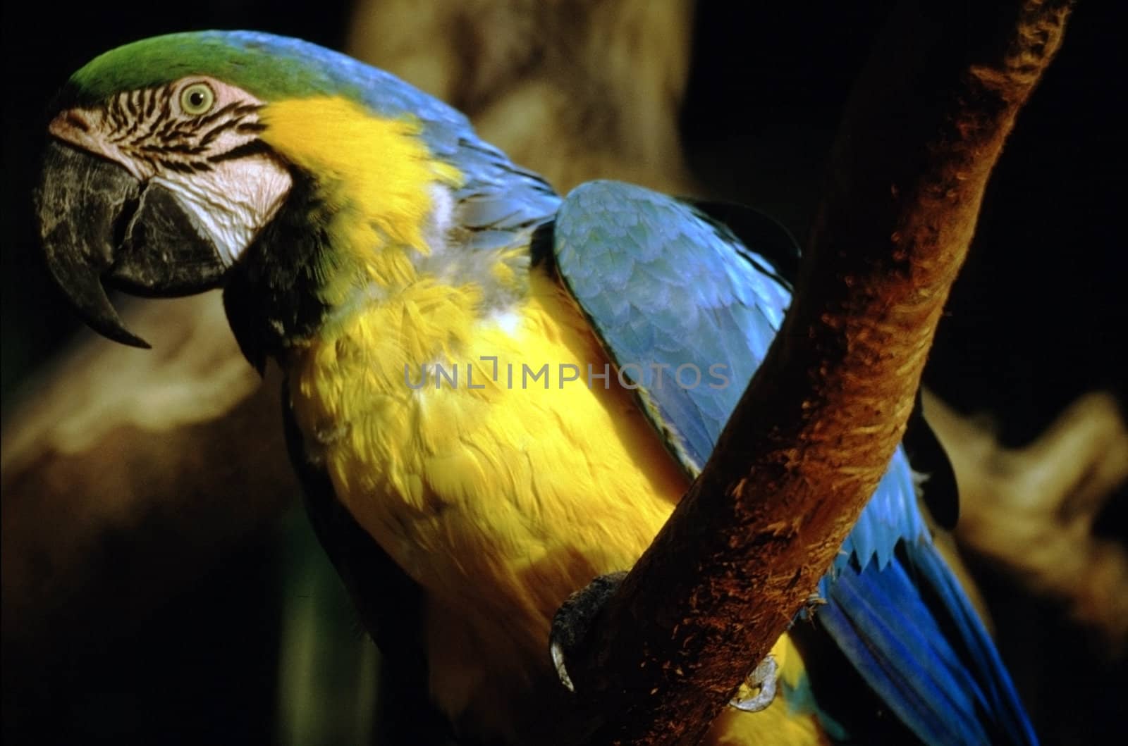 Blue and yellow Macaw