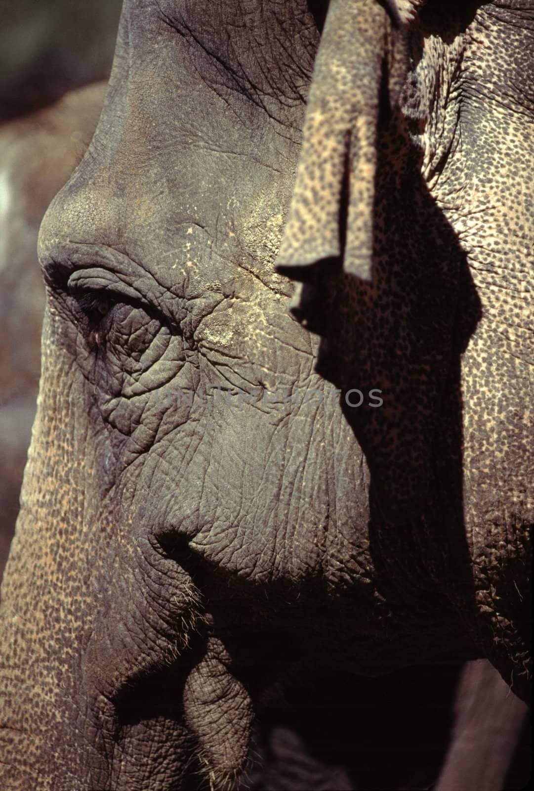 Head shot of elephant