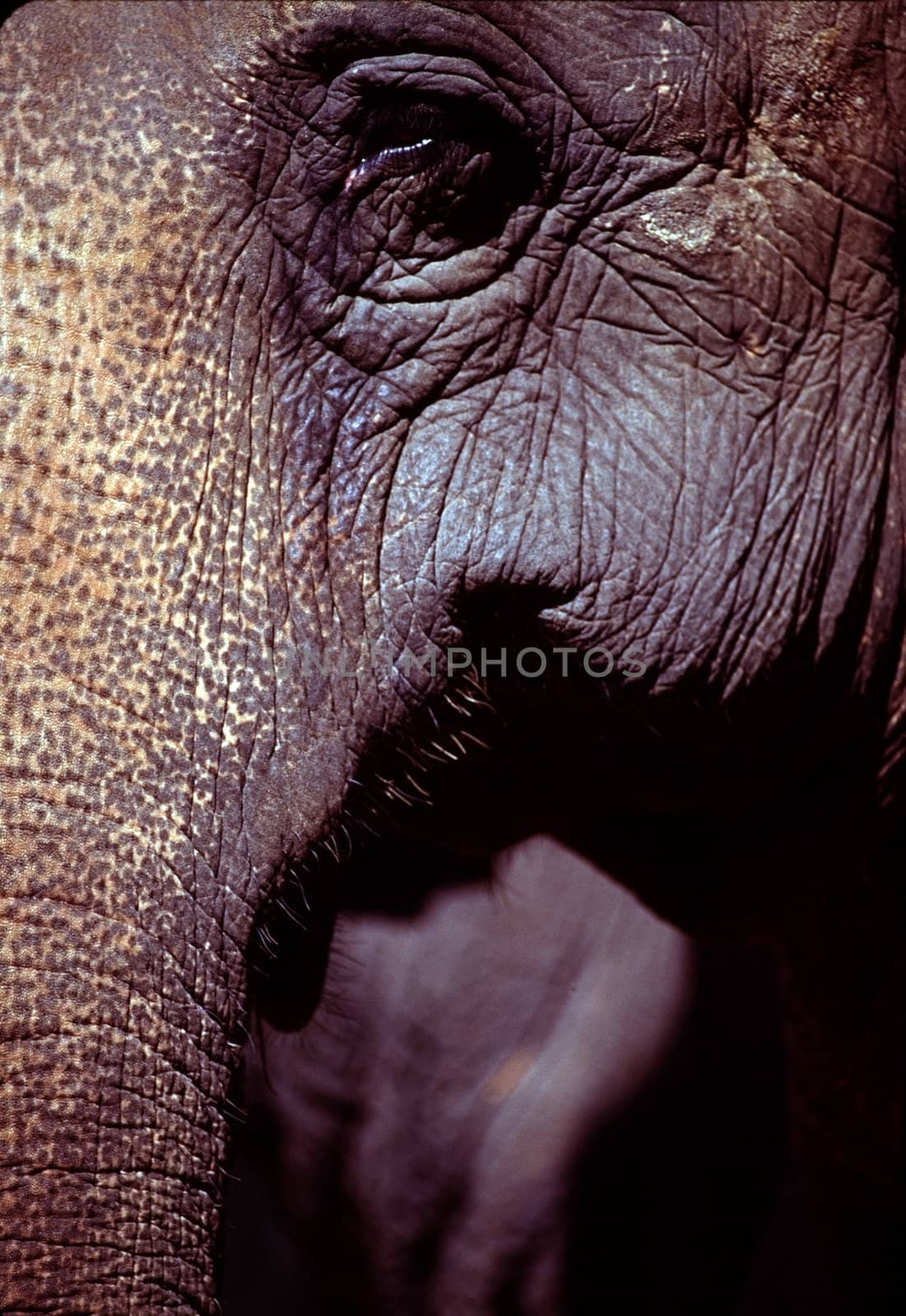 Elephant by jol66