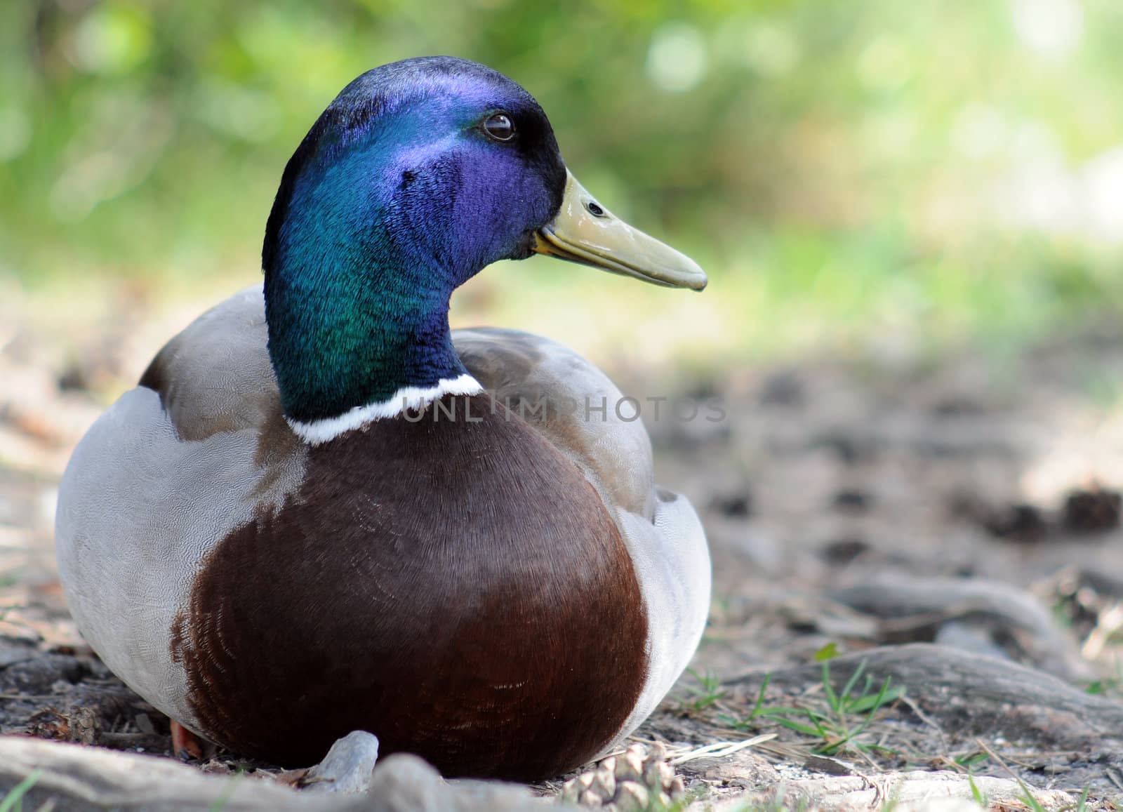 Mallard taking a rest