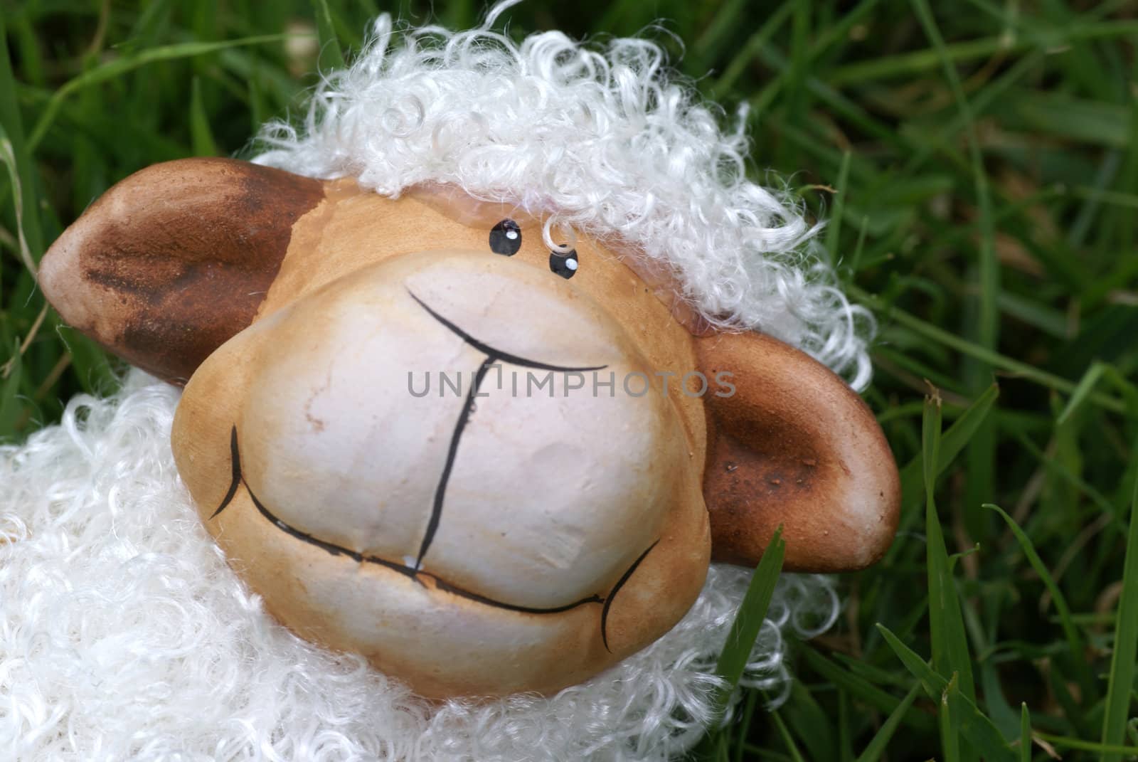 Curly sheep sitting in grass.