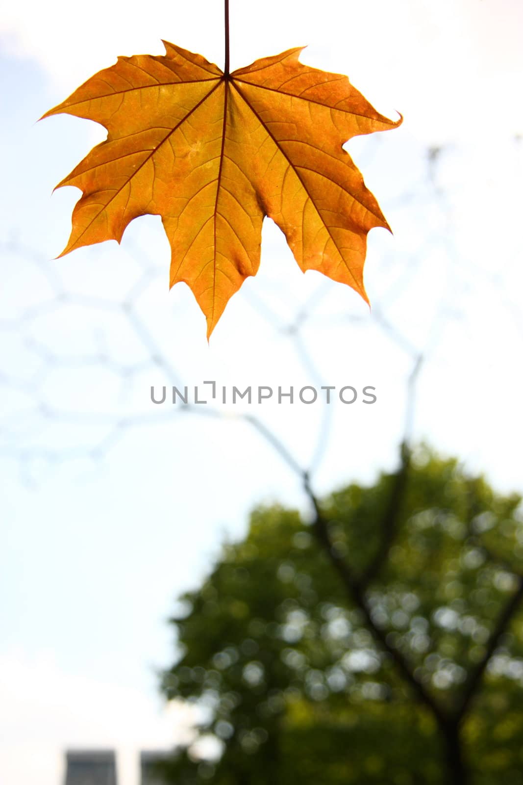 Orange maple leaf on sky background by rozhenyuk