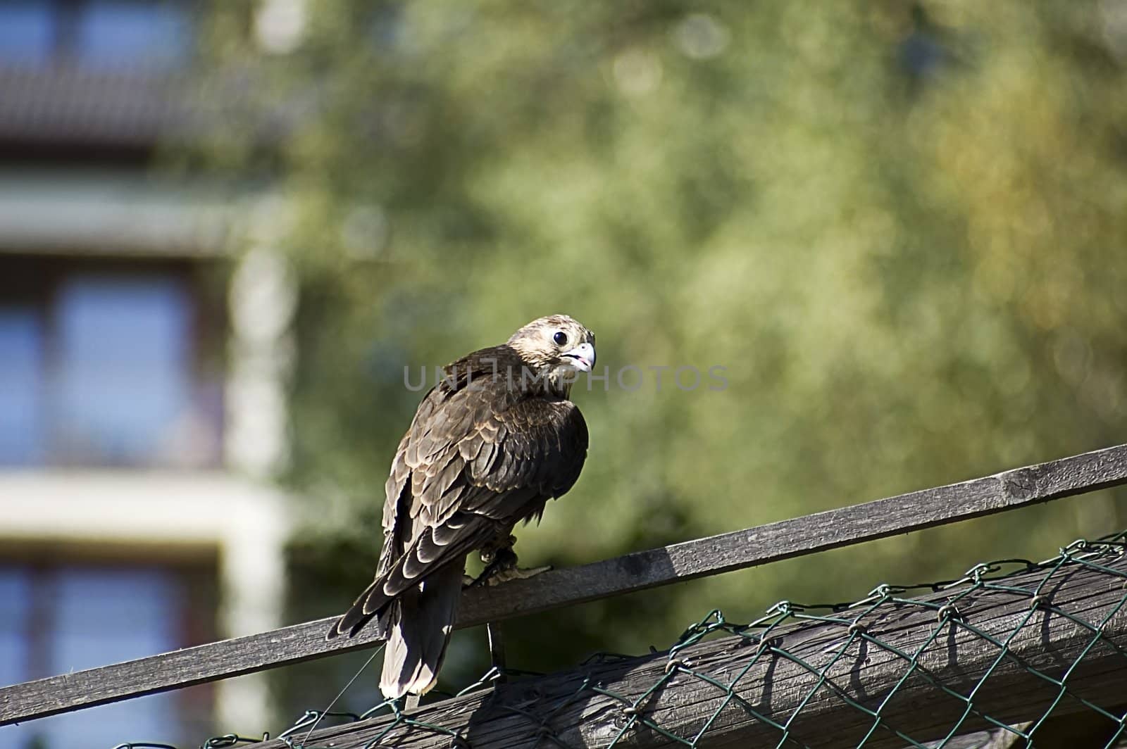 big falcon sitting on the fence