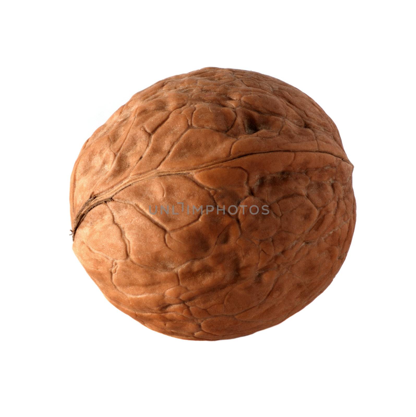 Walnut. High detailed elaboration, it is isolated on a white background