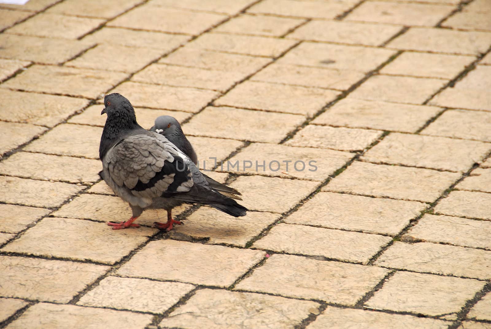 Peguins are the most popular form of life in 
krakow.