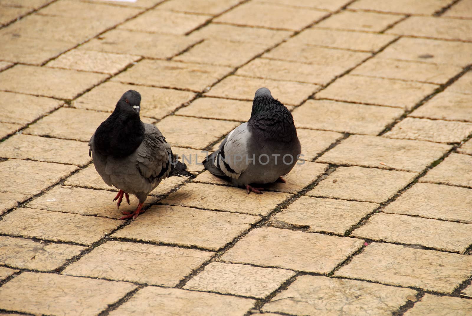 Peguins are the most popular form of life in 
krakow.