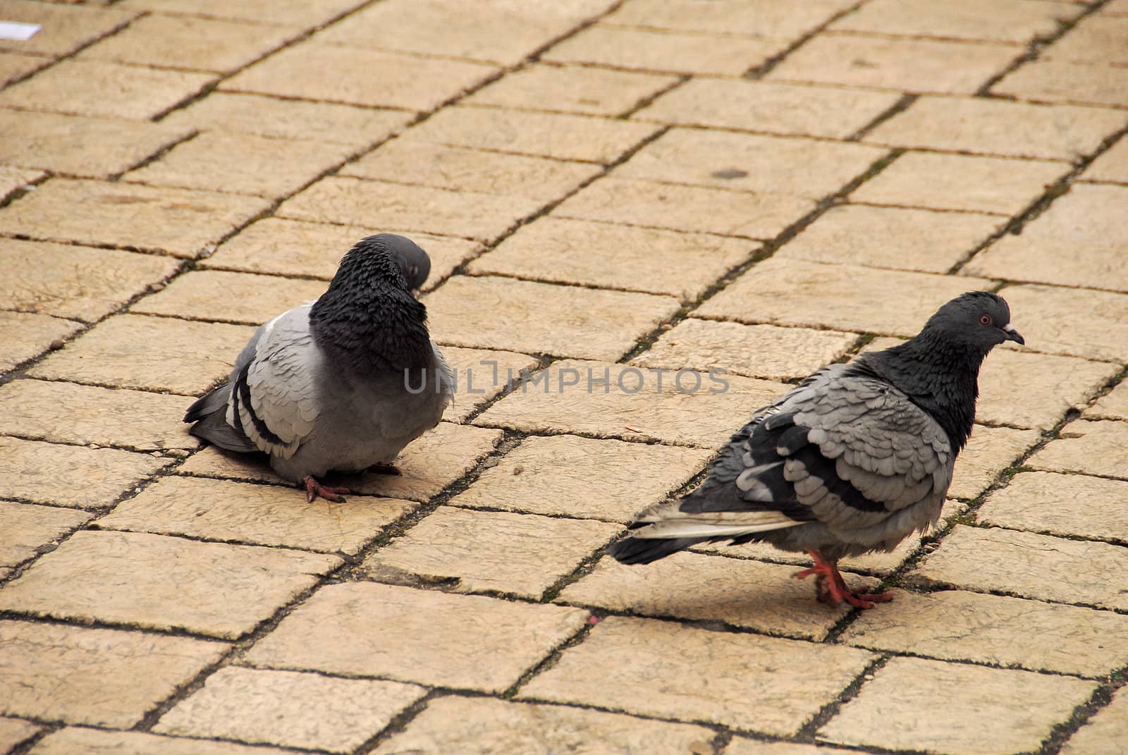 Peguins are the most popular form of life in 
krakow.