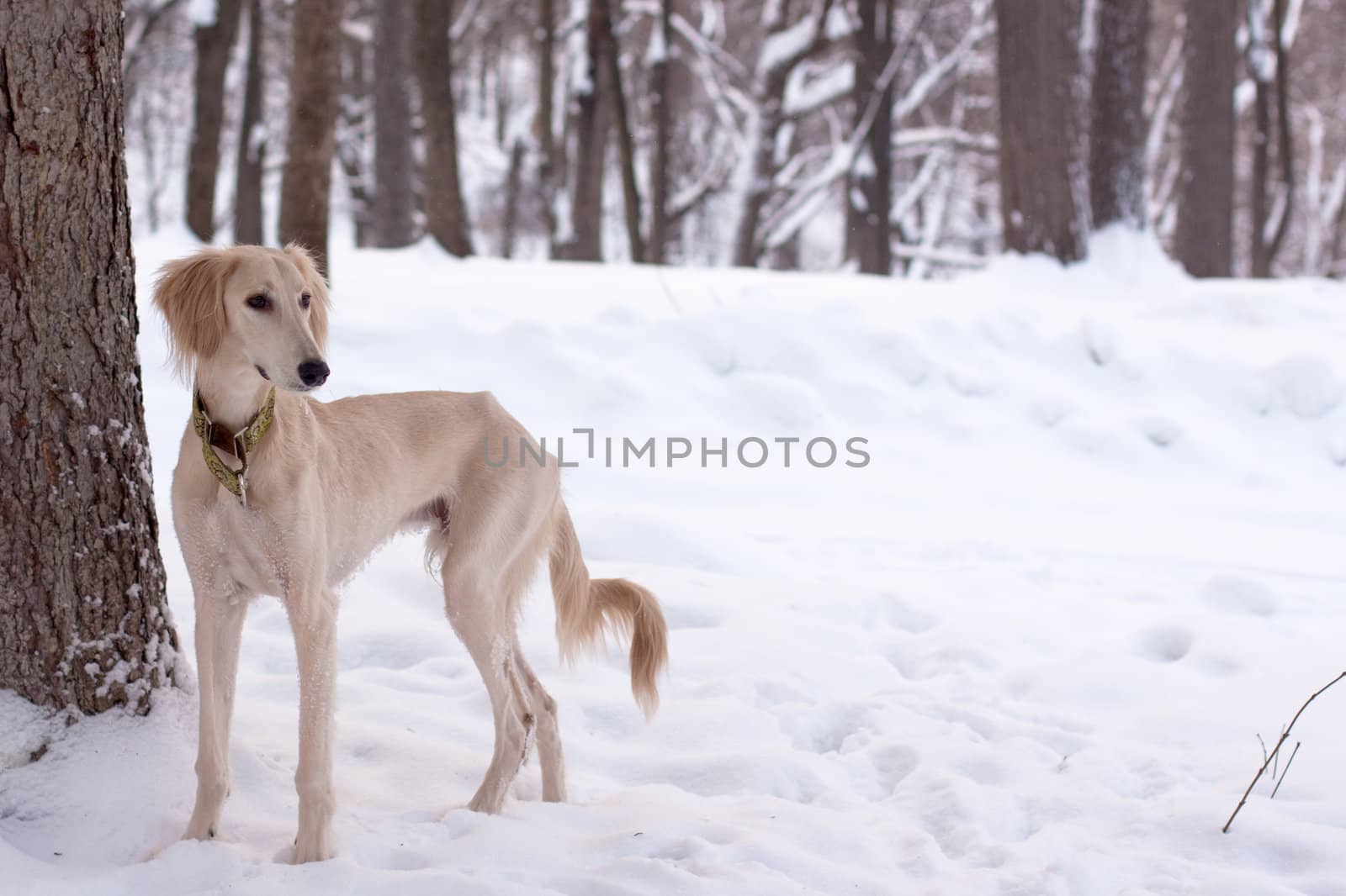 A white saliki pup in a winter park
