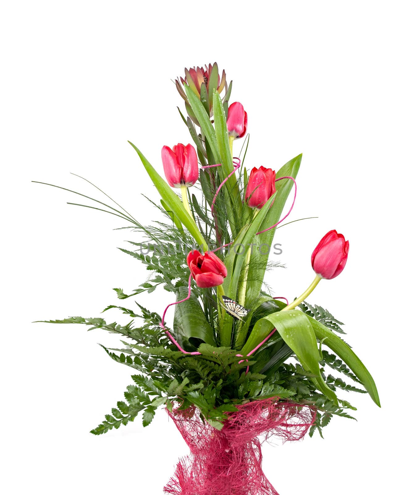 Bouquet of beautiful red tulips isolated on white background.