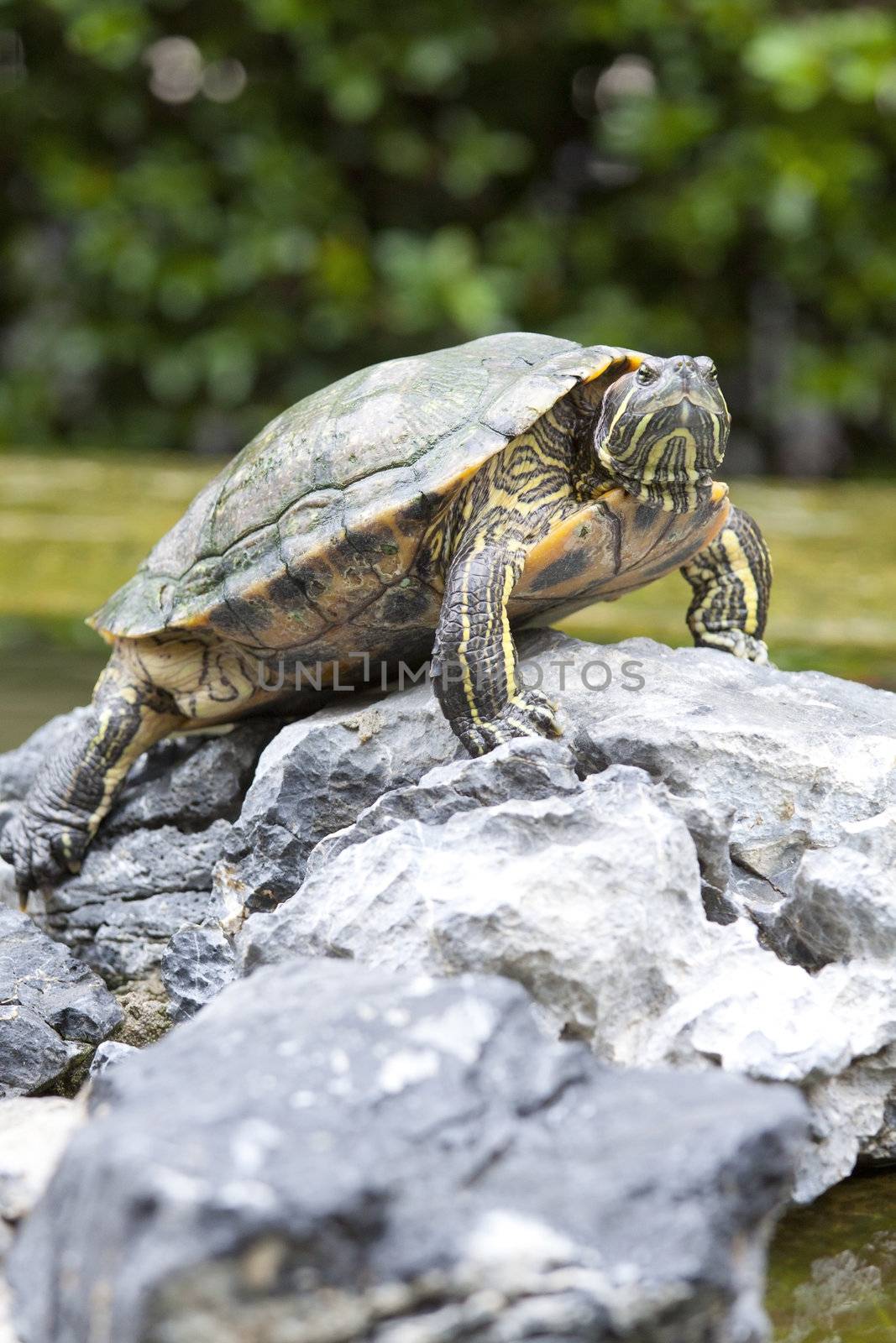 Tortoise on stone by kawing921