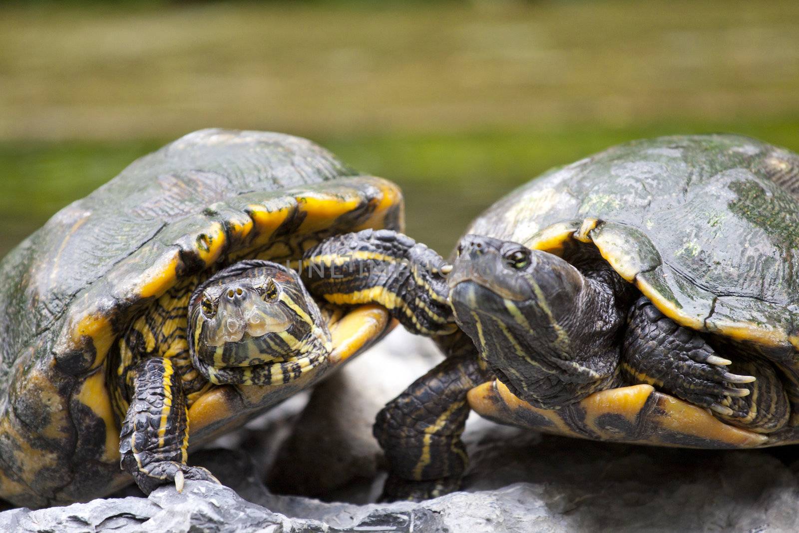 Tortoises on stone by kawing921