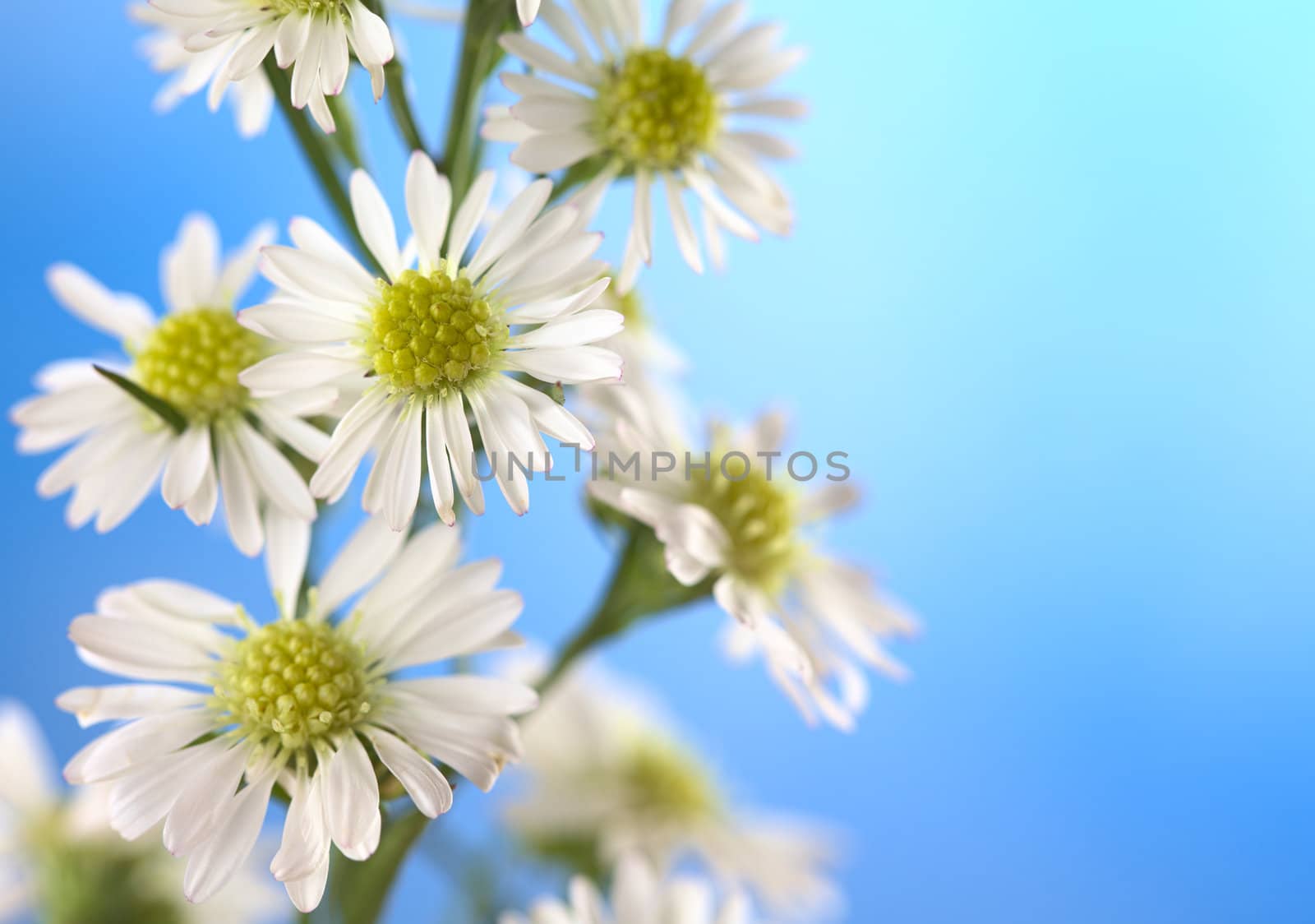 Macro of small white flowers standing against blue background (Very Shallow Depth of Field, Focus on the middle of the flower on upper left corner)