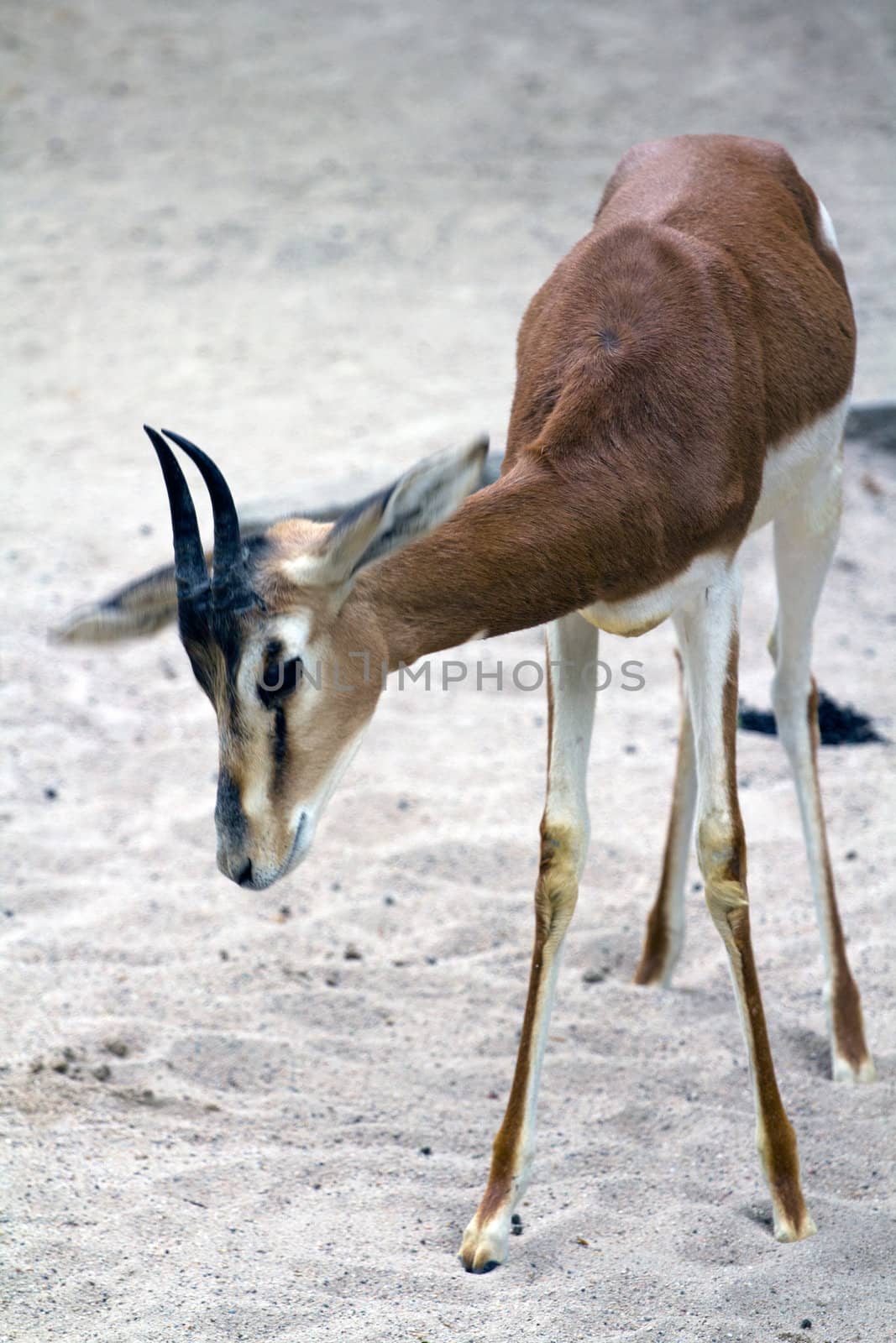An Antelope resting from the warm summer's afternoon sun