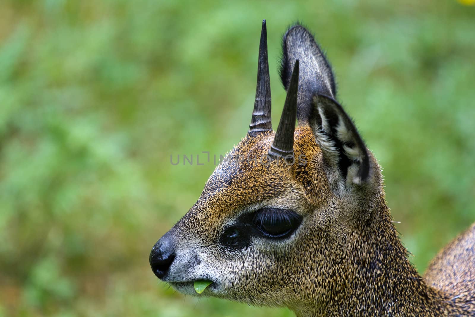An Antelope resting from the warm summer's afternoon sun