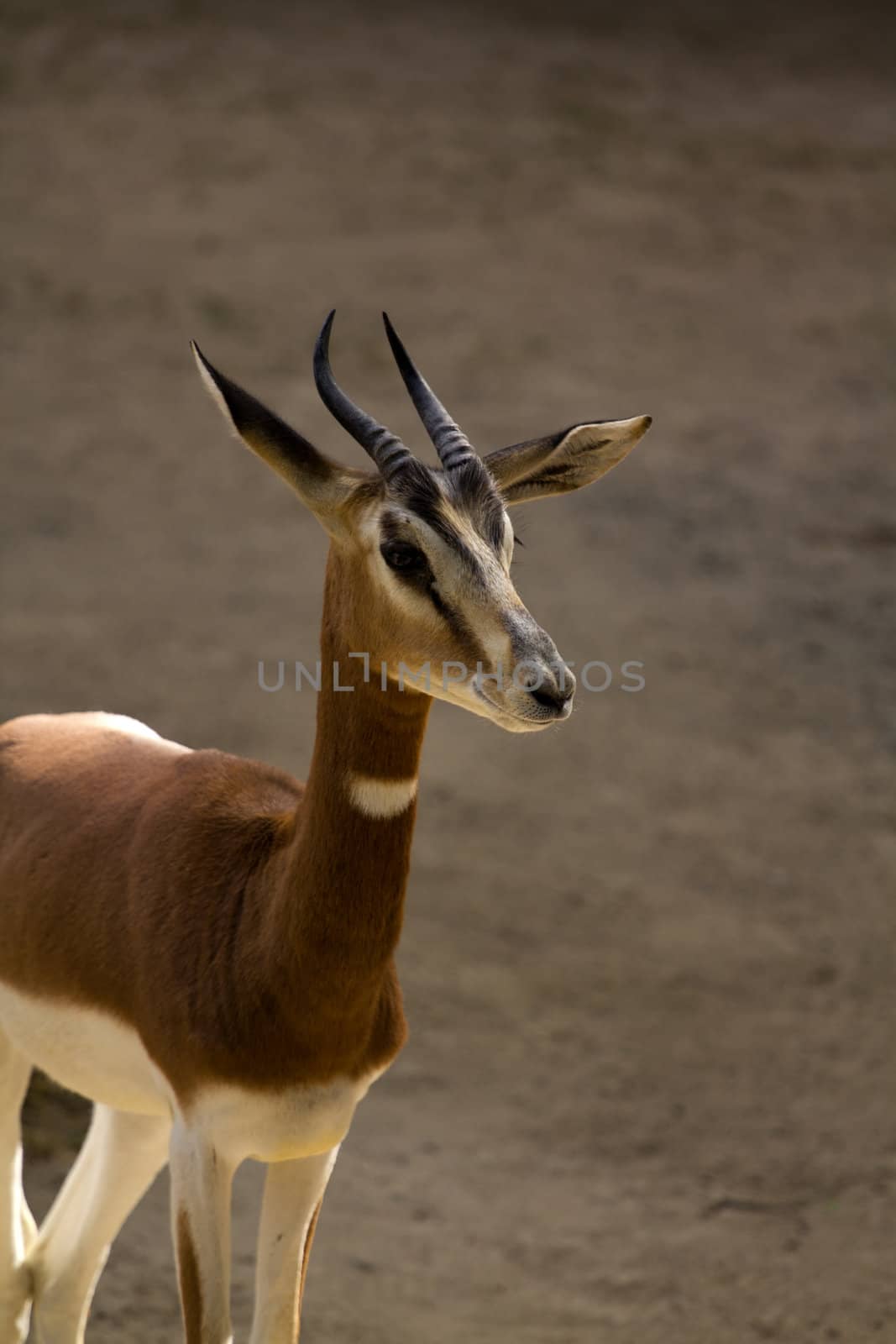 An Antelope resting from the warm summer's afternoon sun