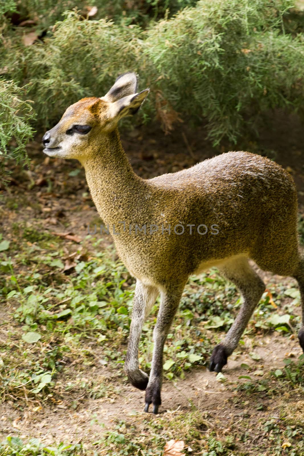 An Antelope resting from the warm summer's afternoon sun