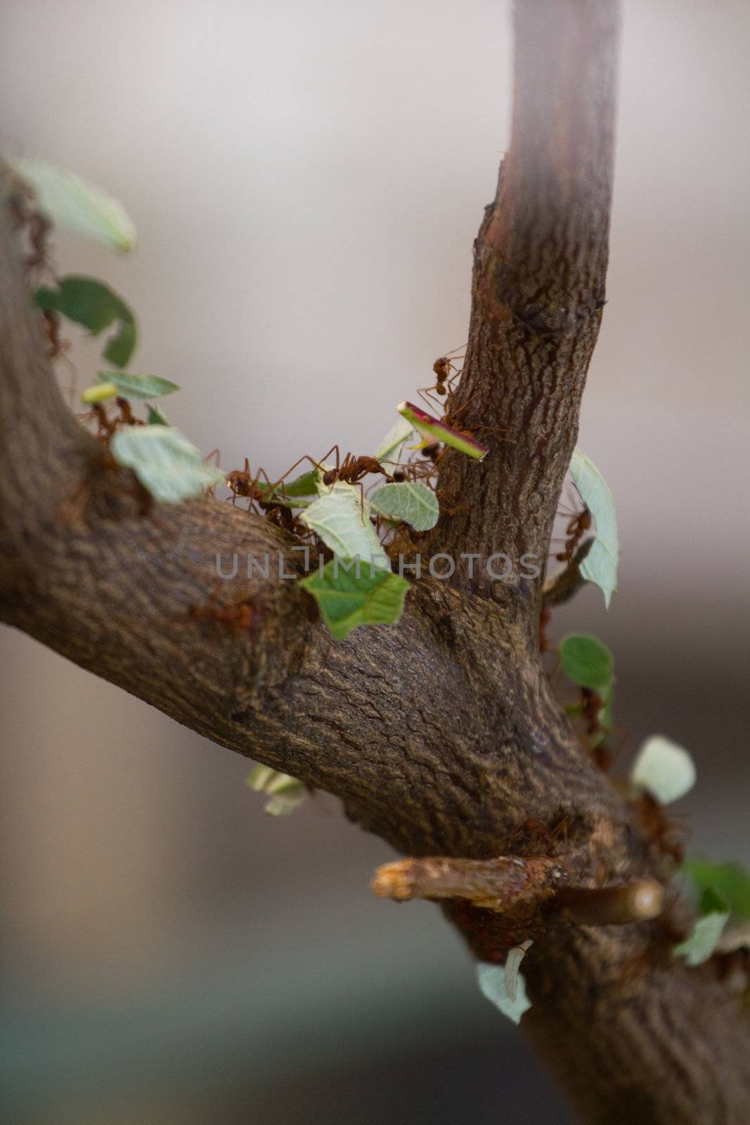 A line of ants carries food and materials along a tree branch