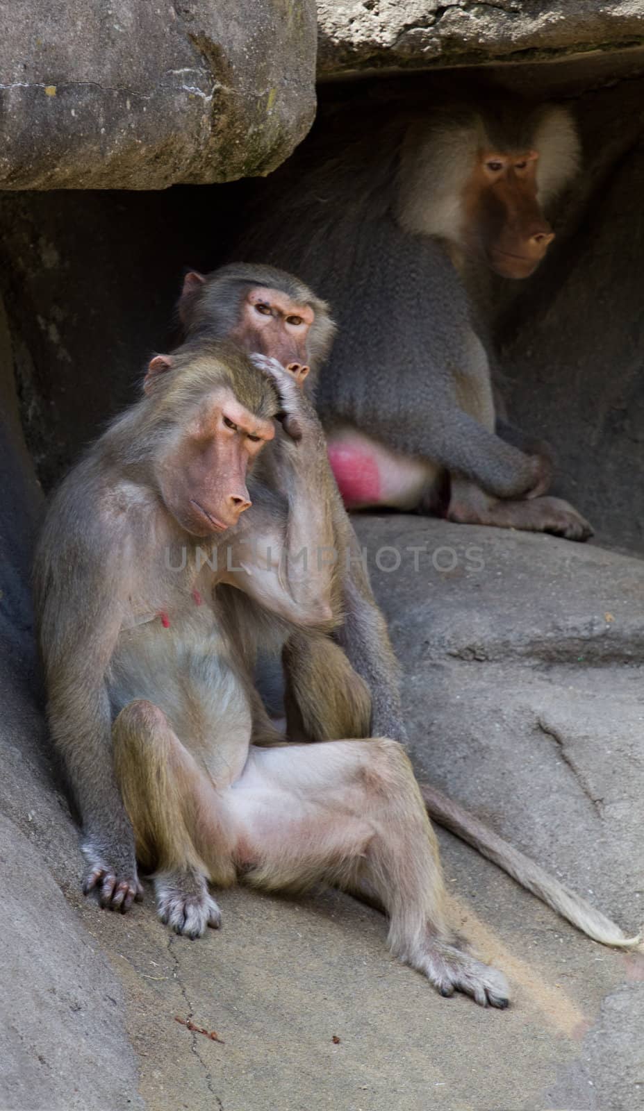Baboons gathered around a stone outcrop