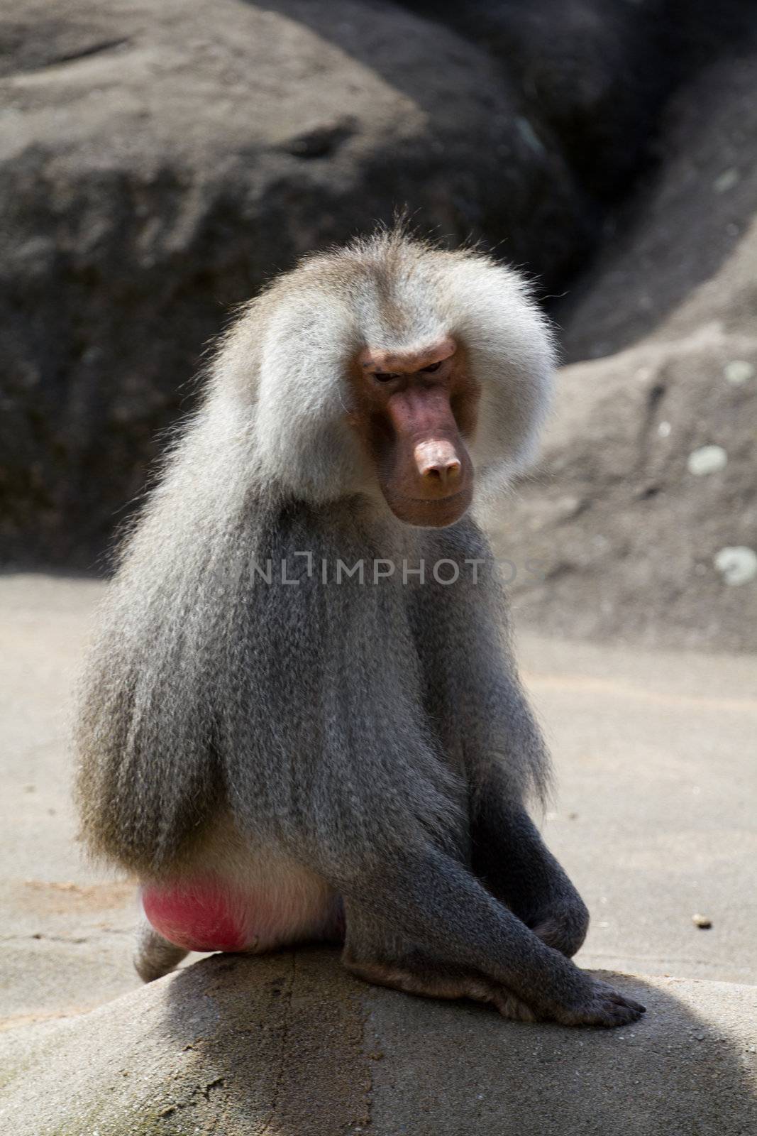 Baboons gathered around a stone outcrop