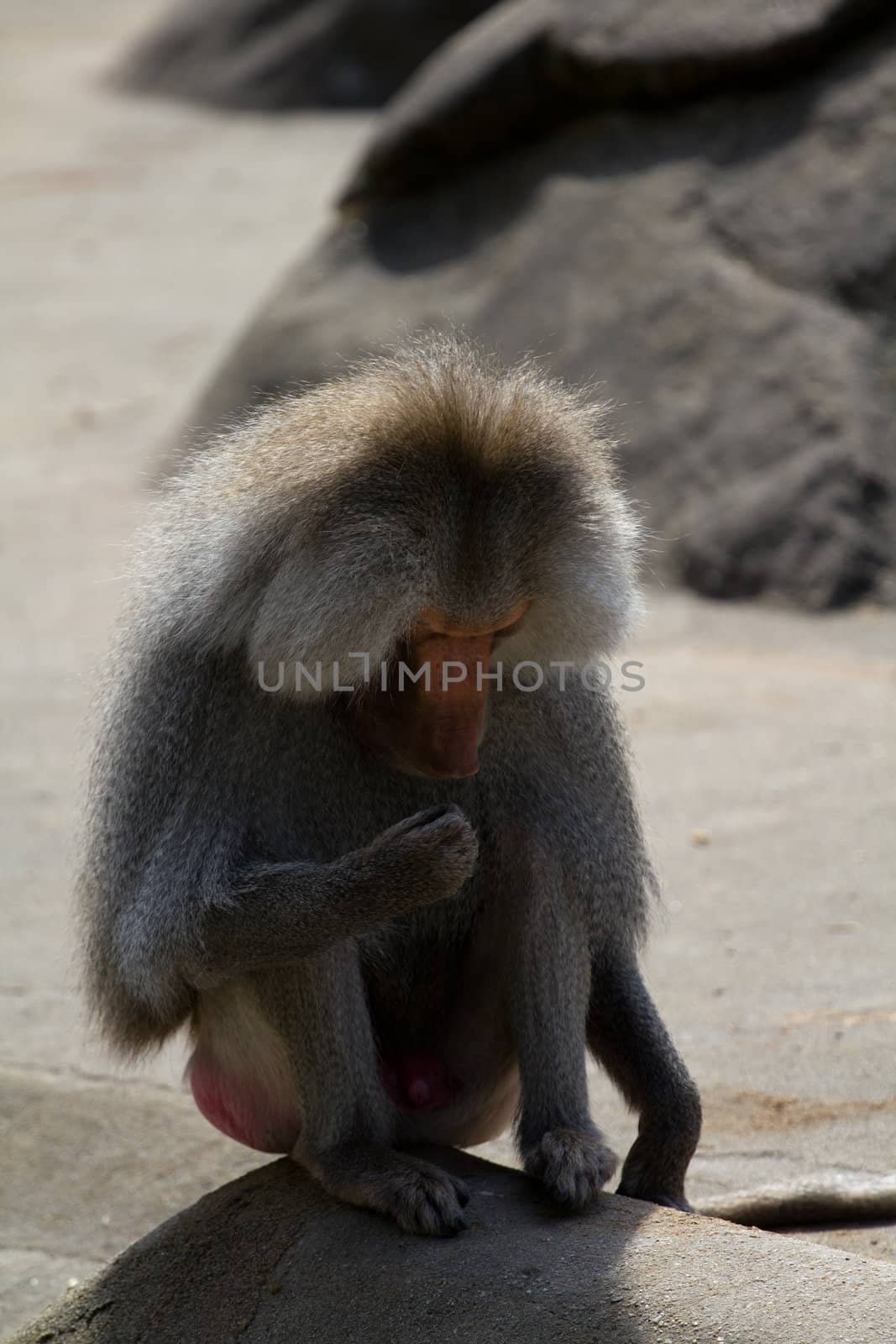 Baboons gathered around a stone outcrop