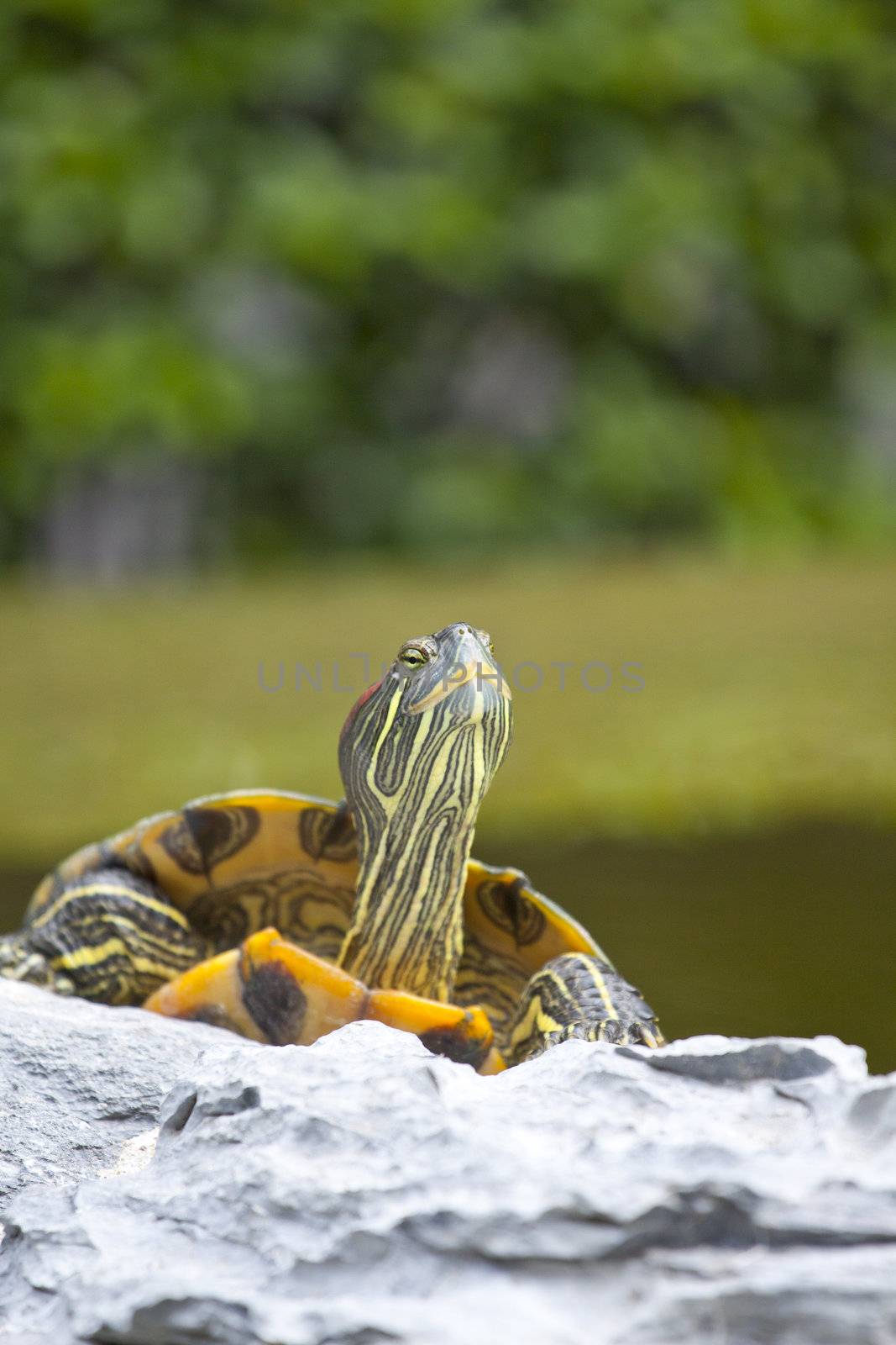 Tortoise on stone relaxing