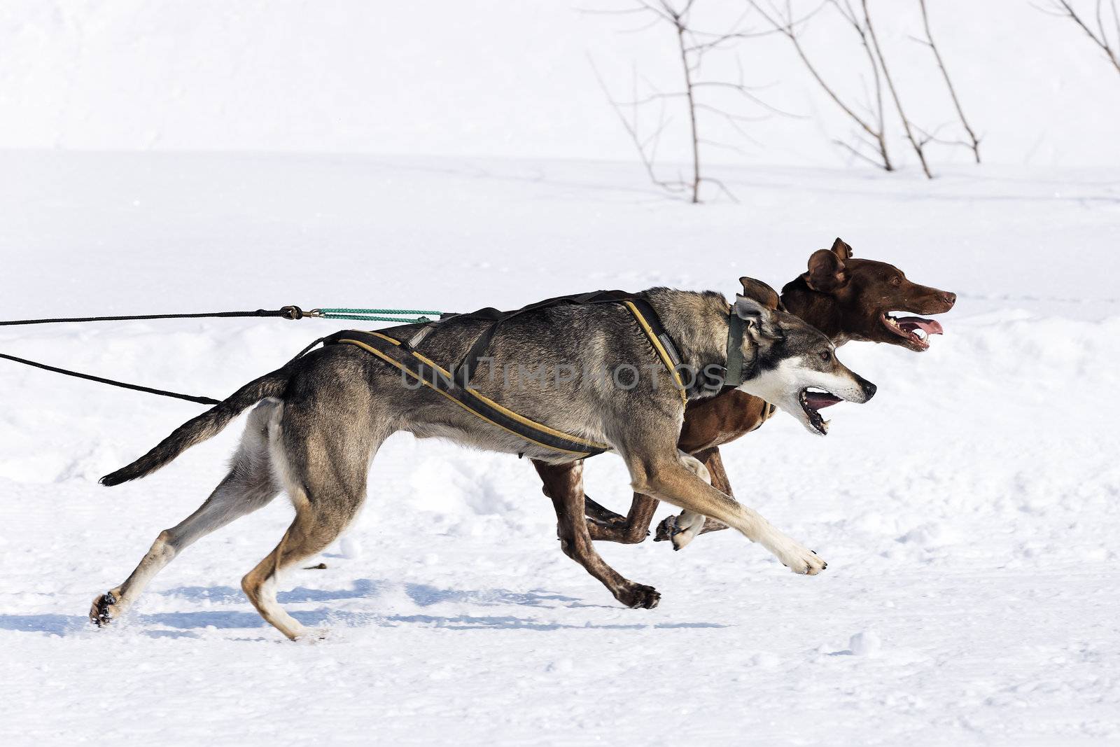 dog race on alpine mountain in winter