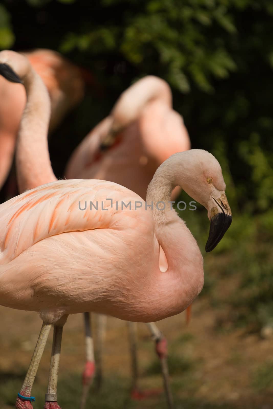 Flamingos at the water's edge of a lake in summer