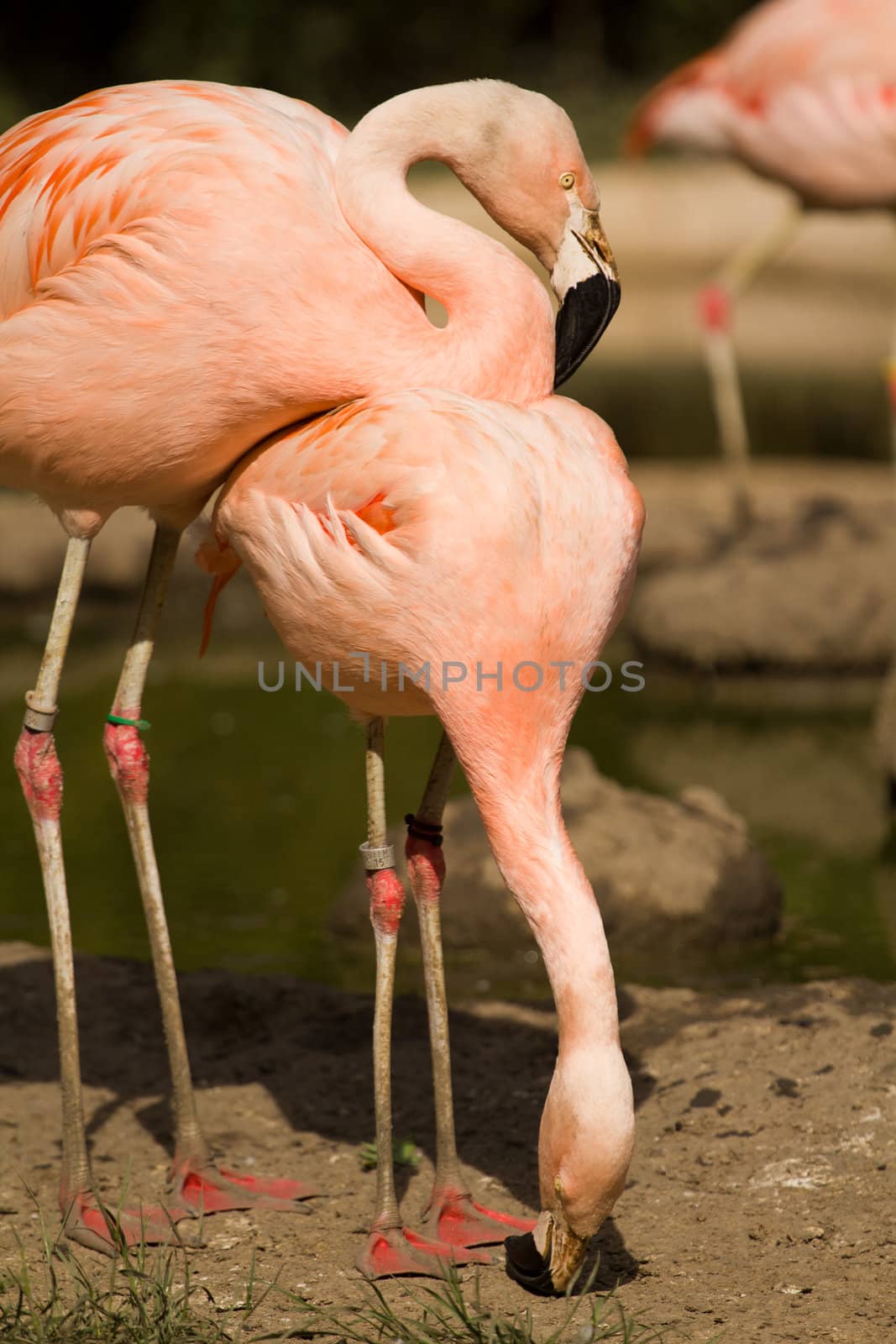 Flamingos at the water's edge of a lake in summer