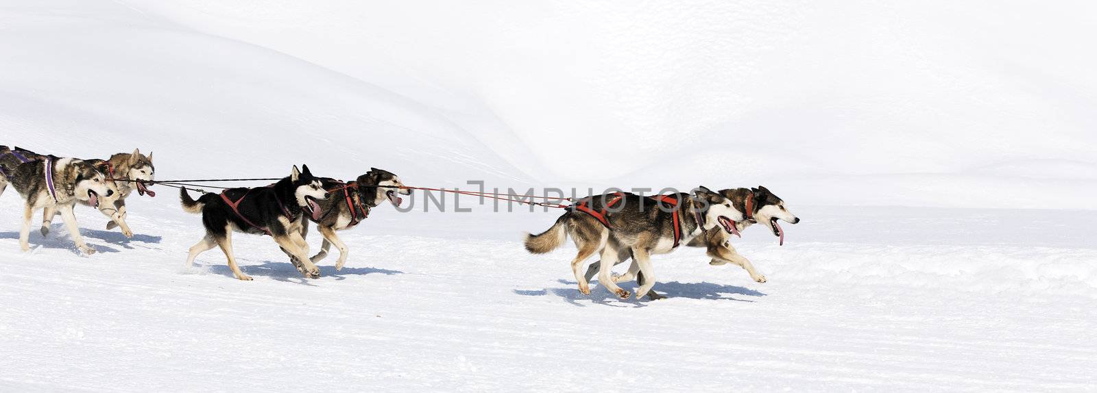 panoramic dog race by vwalakte