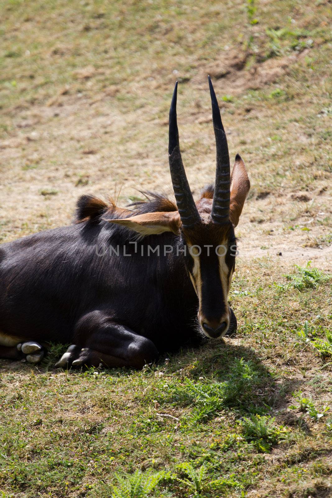A gazelle rests and graises on a grass in summer