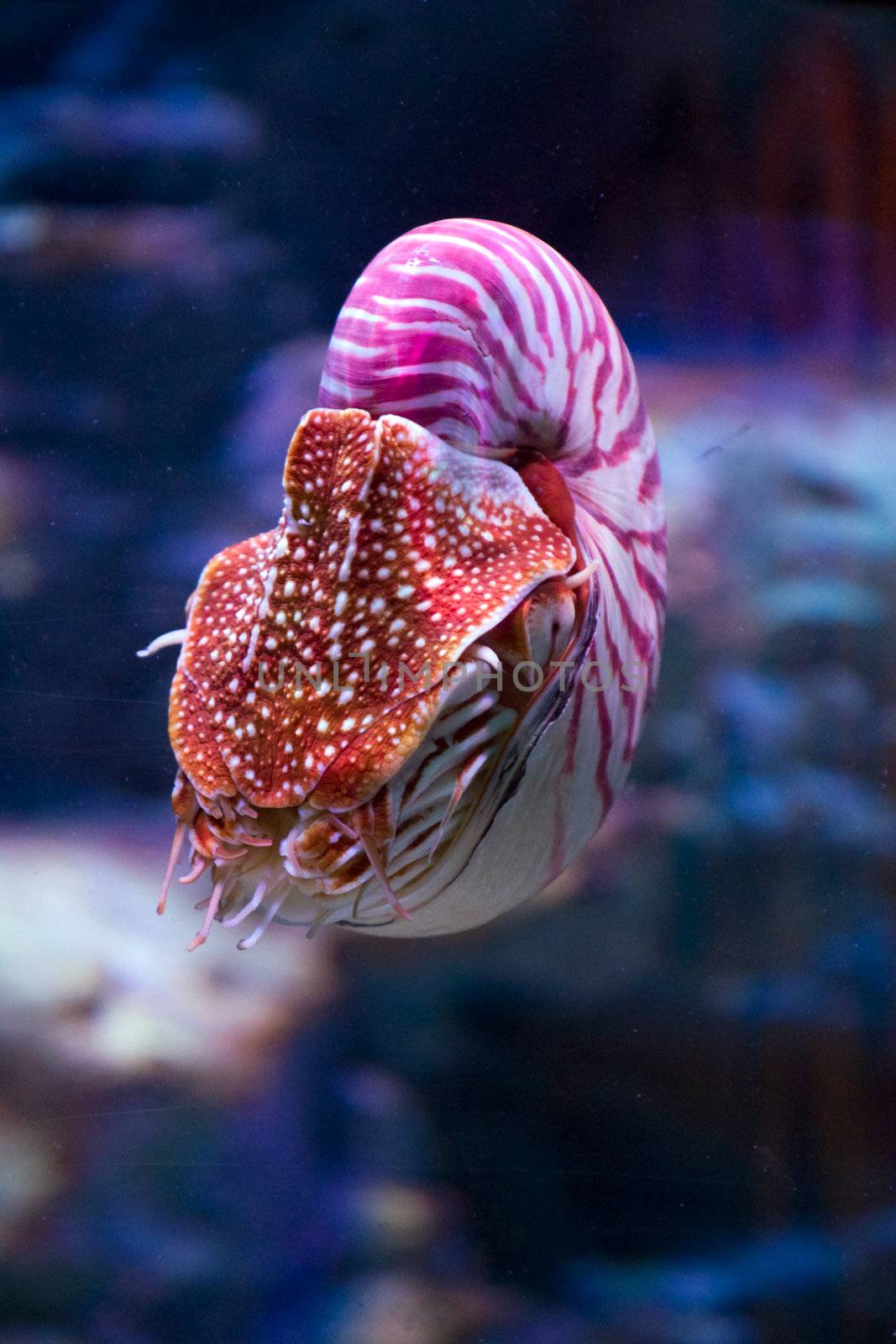 A brilliantly colorful squid swims over coral