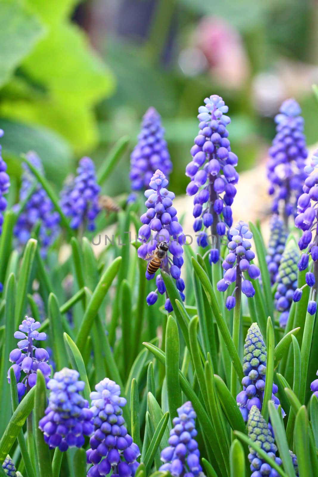 Grape hyacinth in spring  by kawing921