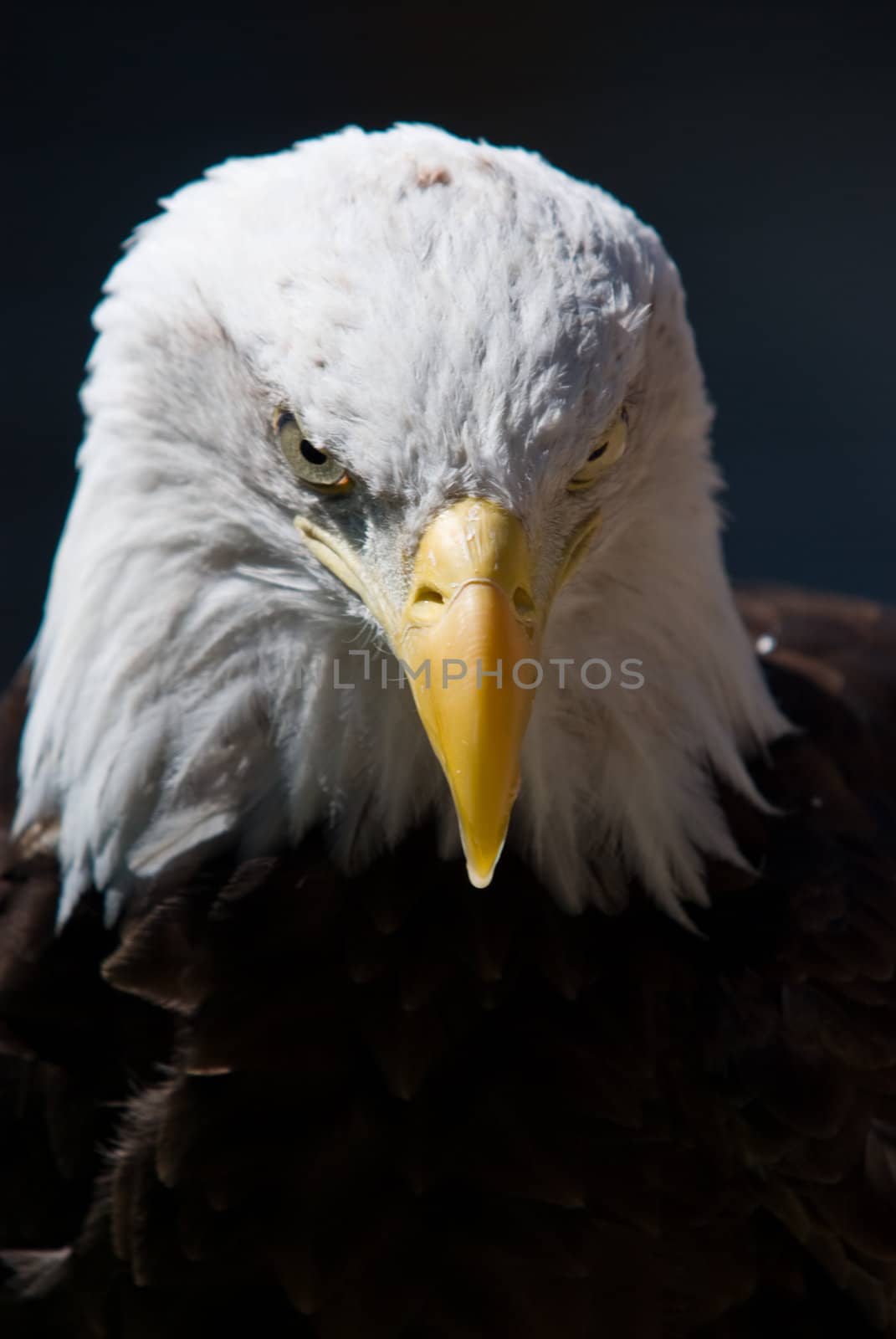 A Bald Eagle looking at you on a dark background
